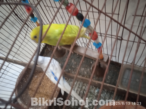 বাজিগর পাখি